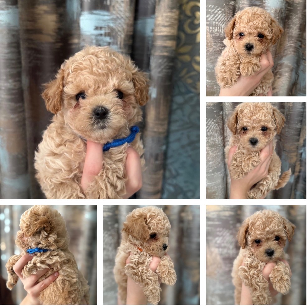 Чарівні малюки мальтіпу