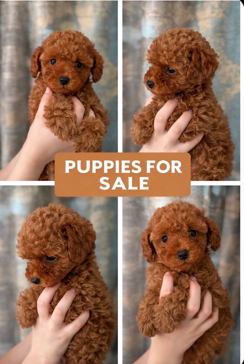 Цуценята той пудель