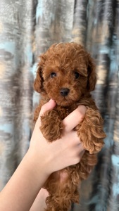 Цуценята той пудель