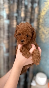 Цуценята той пудель