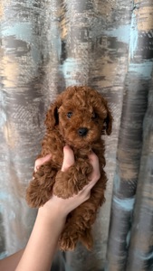 Цуценята той пудель