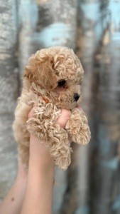 Чарівні малюки мальтіпу