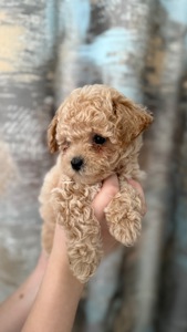 Чарівні малюки мальтіпу