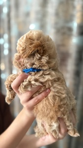 Чарівні малюки мальтіпу