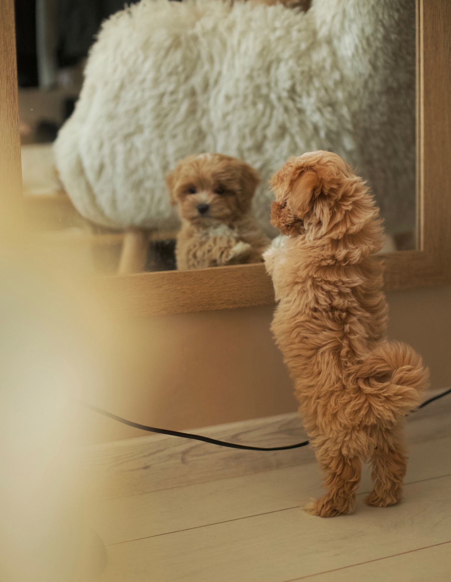 Люкс кремовий хлопчик мальтипу