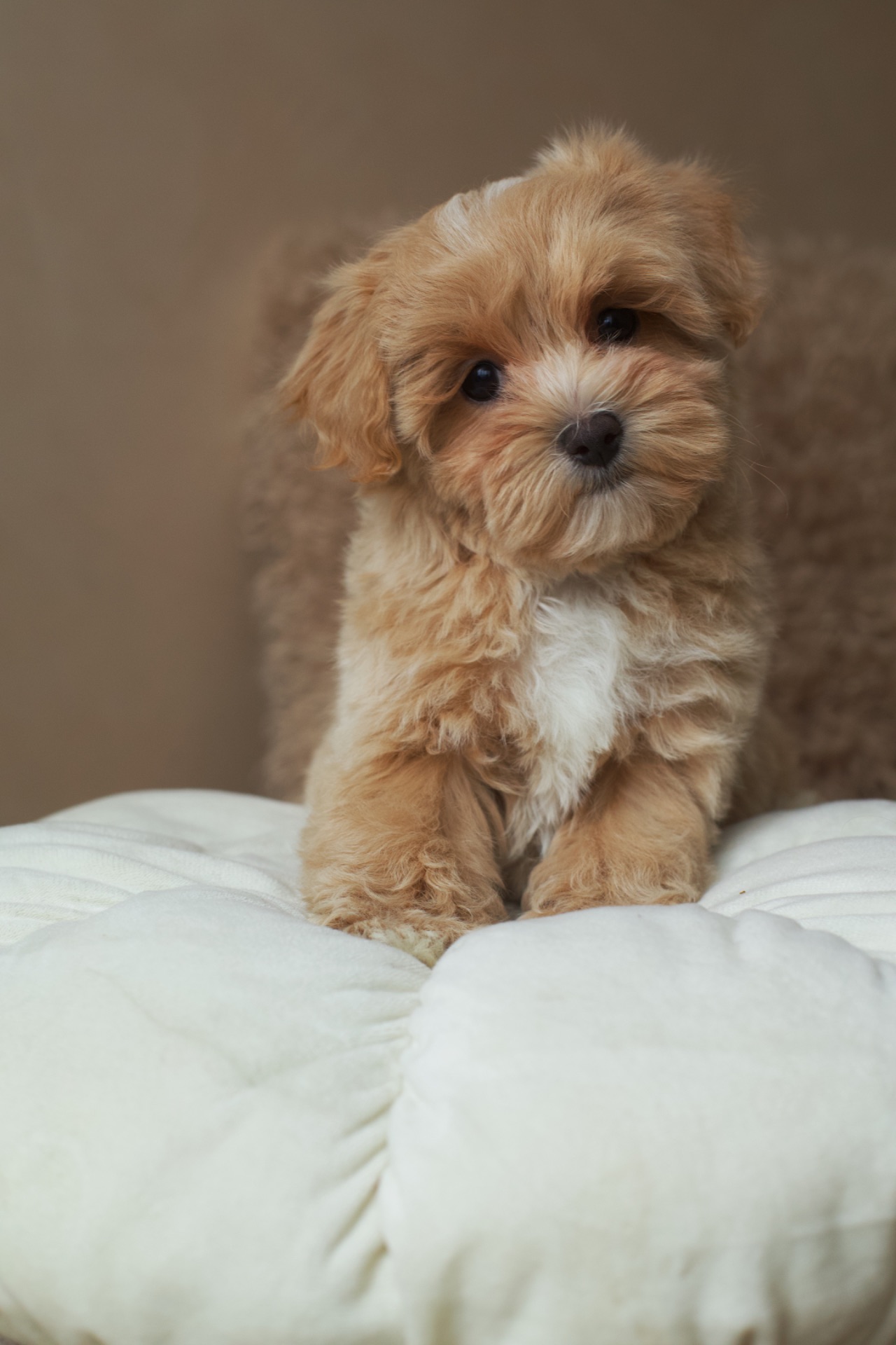 Люкс кремовий хлопчик мальтипу