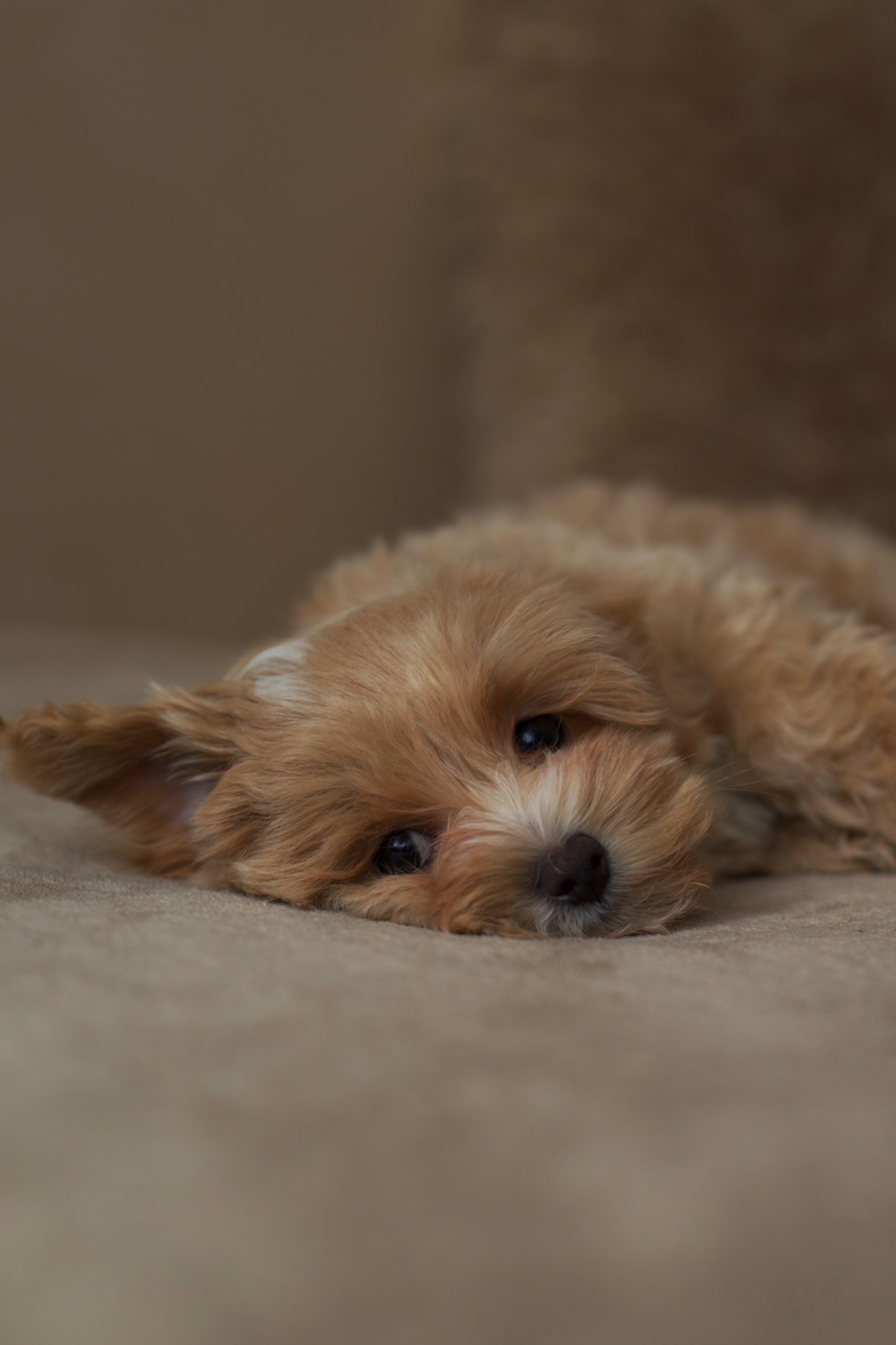 Люкс кремовий хлопчик мальтипу