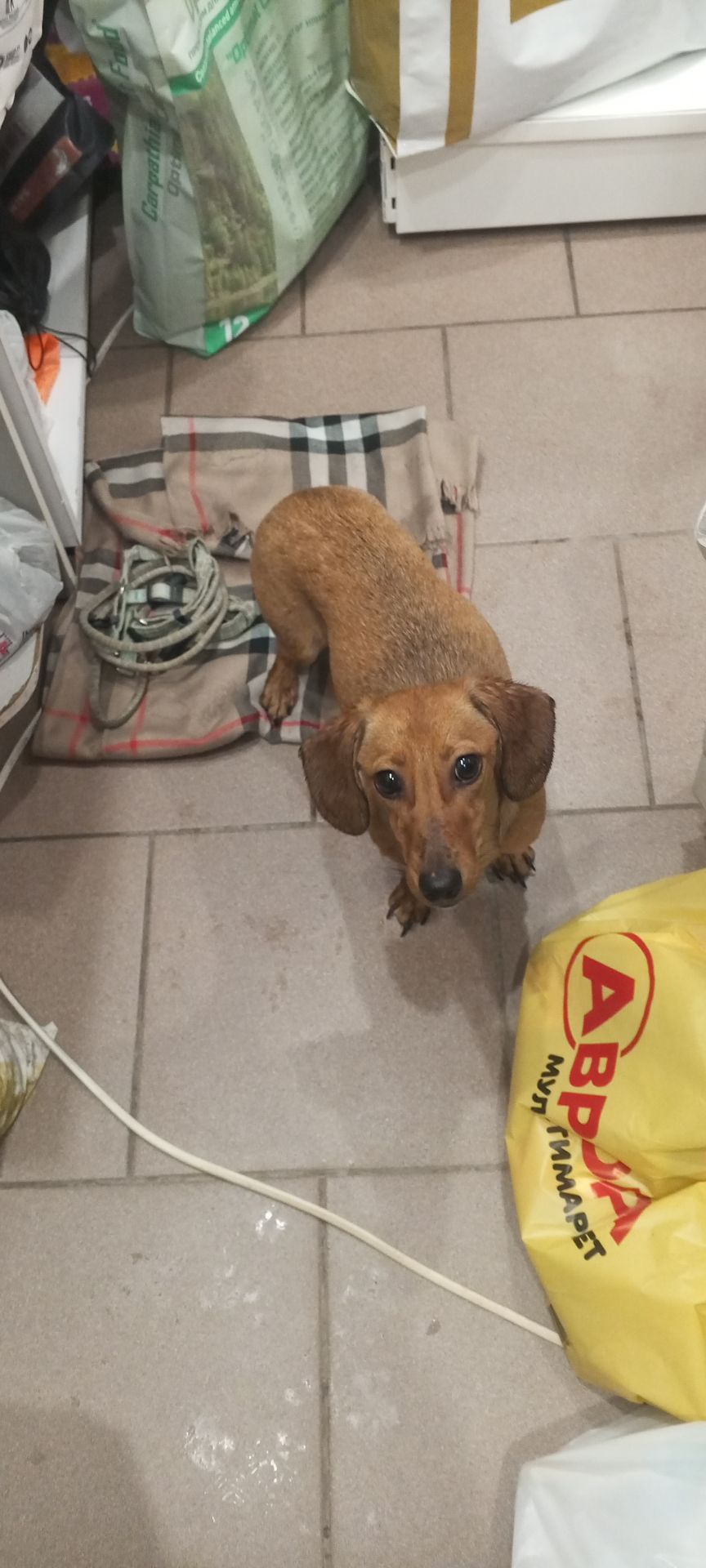 Дівчинка такса