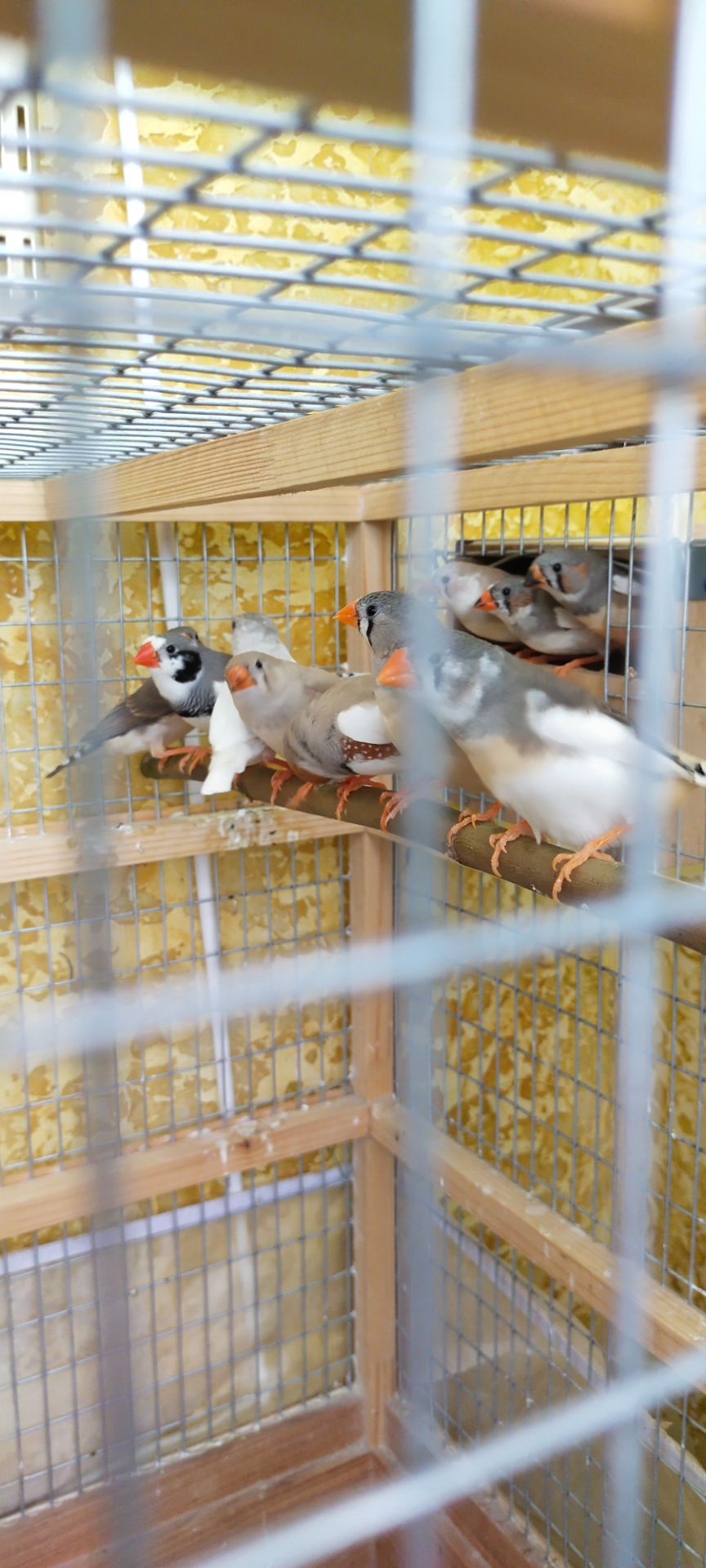 Зебровые амадины