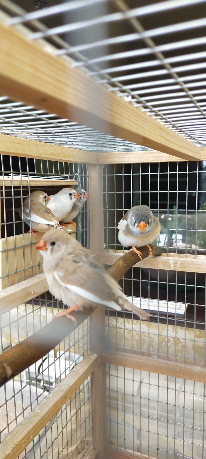 Зебровые амадины