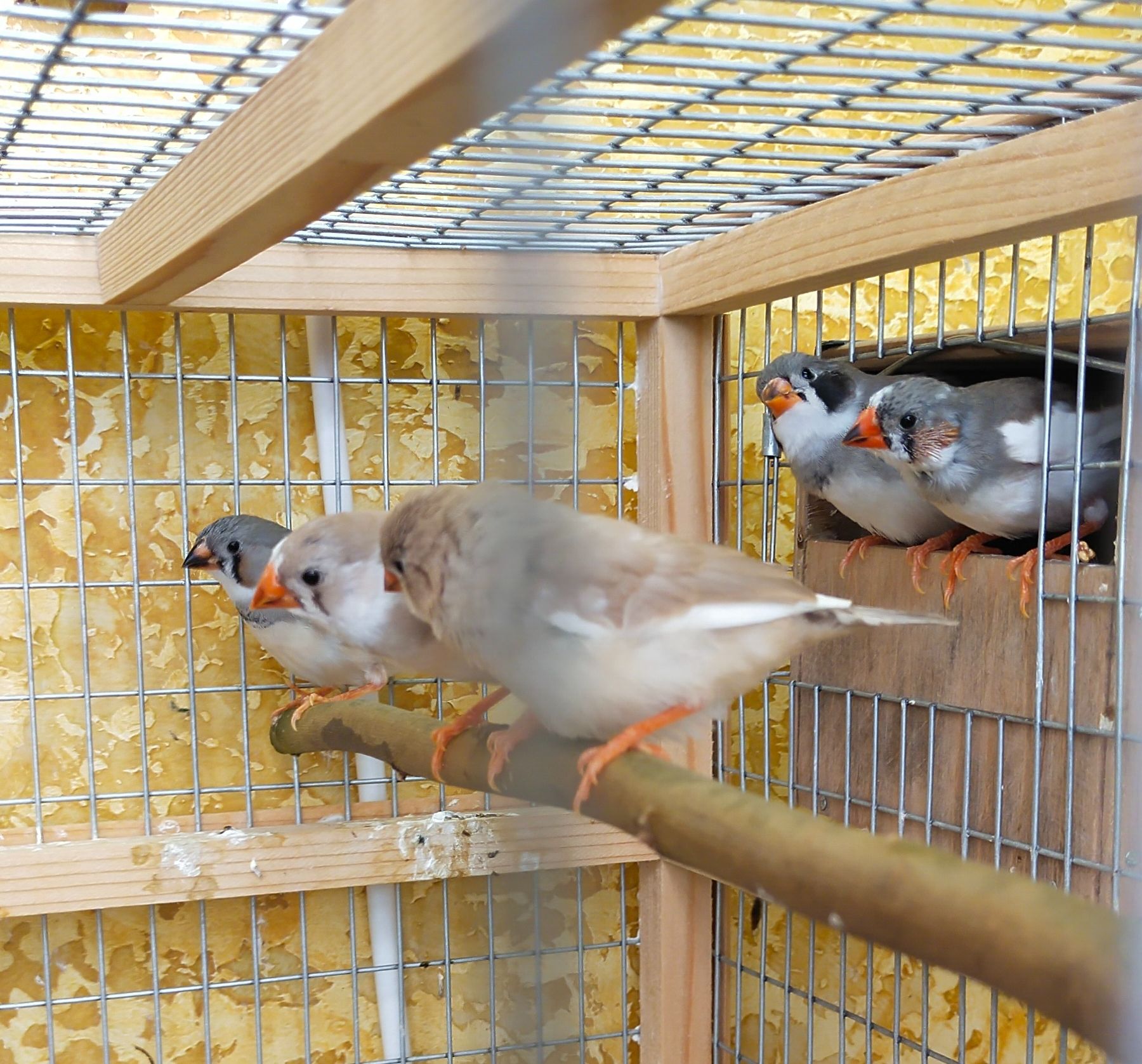 Зебровые амадины