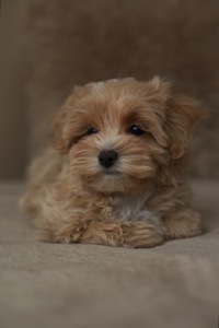 Люкс кремовий хлопчик мальтипу