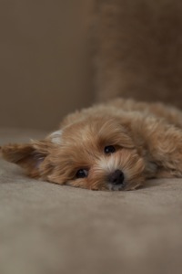 Люкс кремовий хлопчик мальтипу