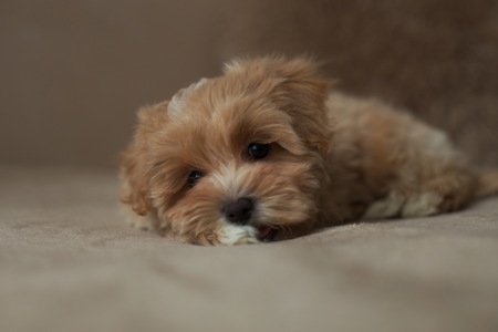 Люкс кремовий хлопчик мальтипу