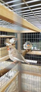 Зебровые амадины