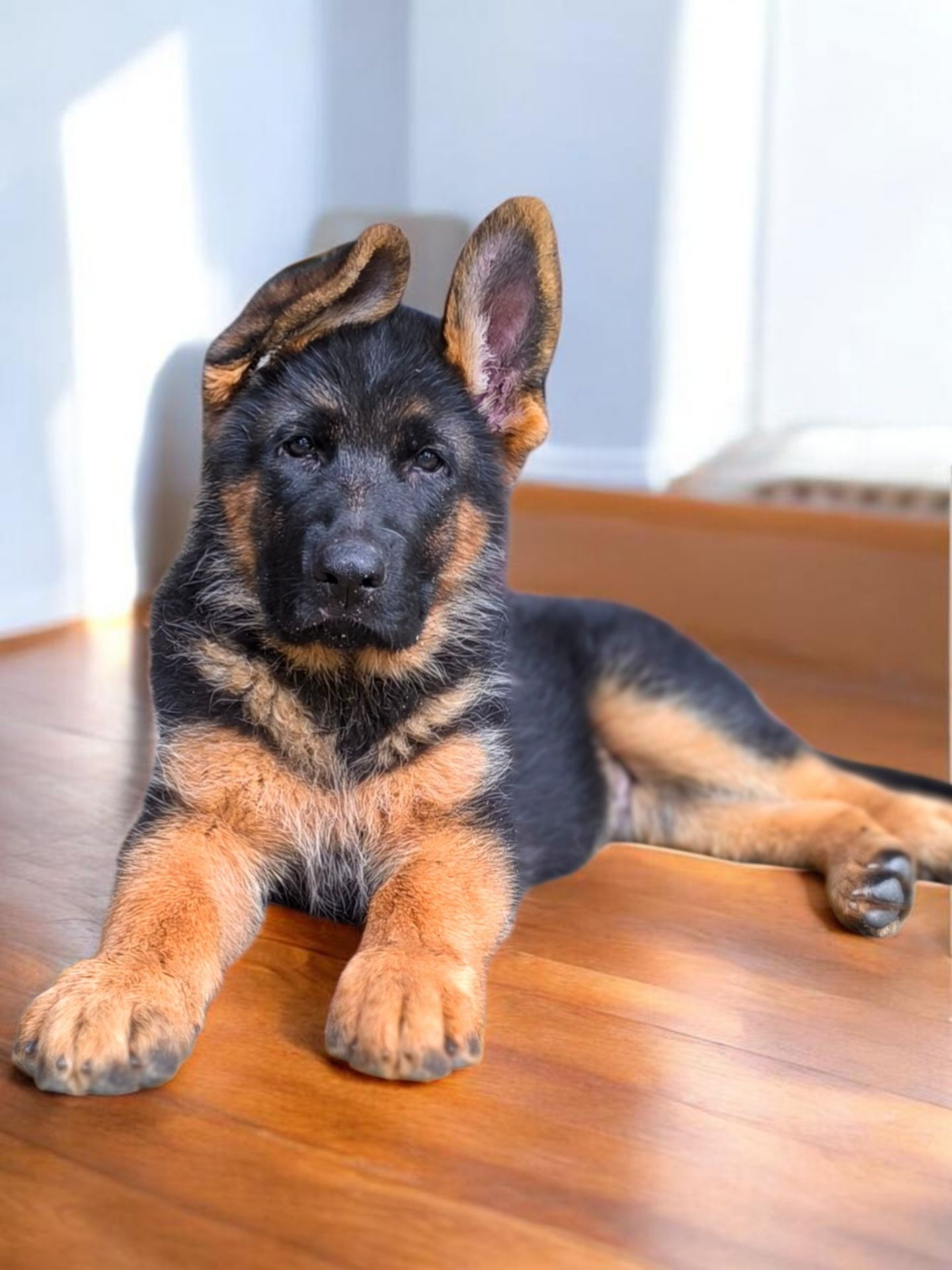 ТОП щенок немецкой овчарки, девочка