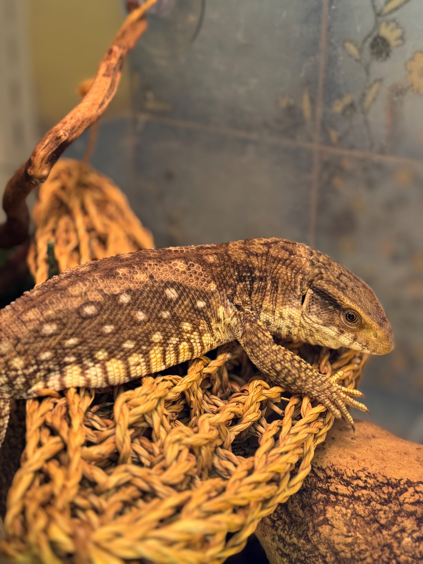 Капський варан, варанчик ручний