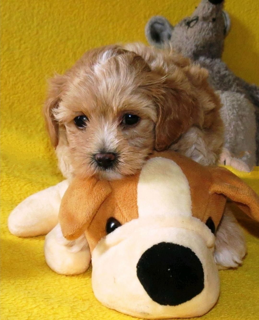 Цуценята Мальтипу ф-1 професійне розведення