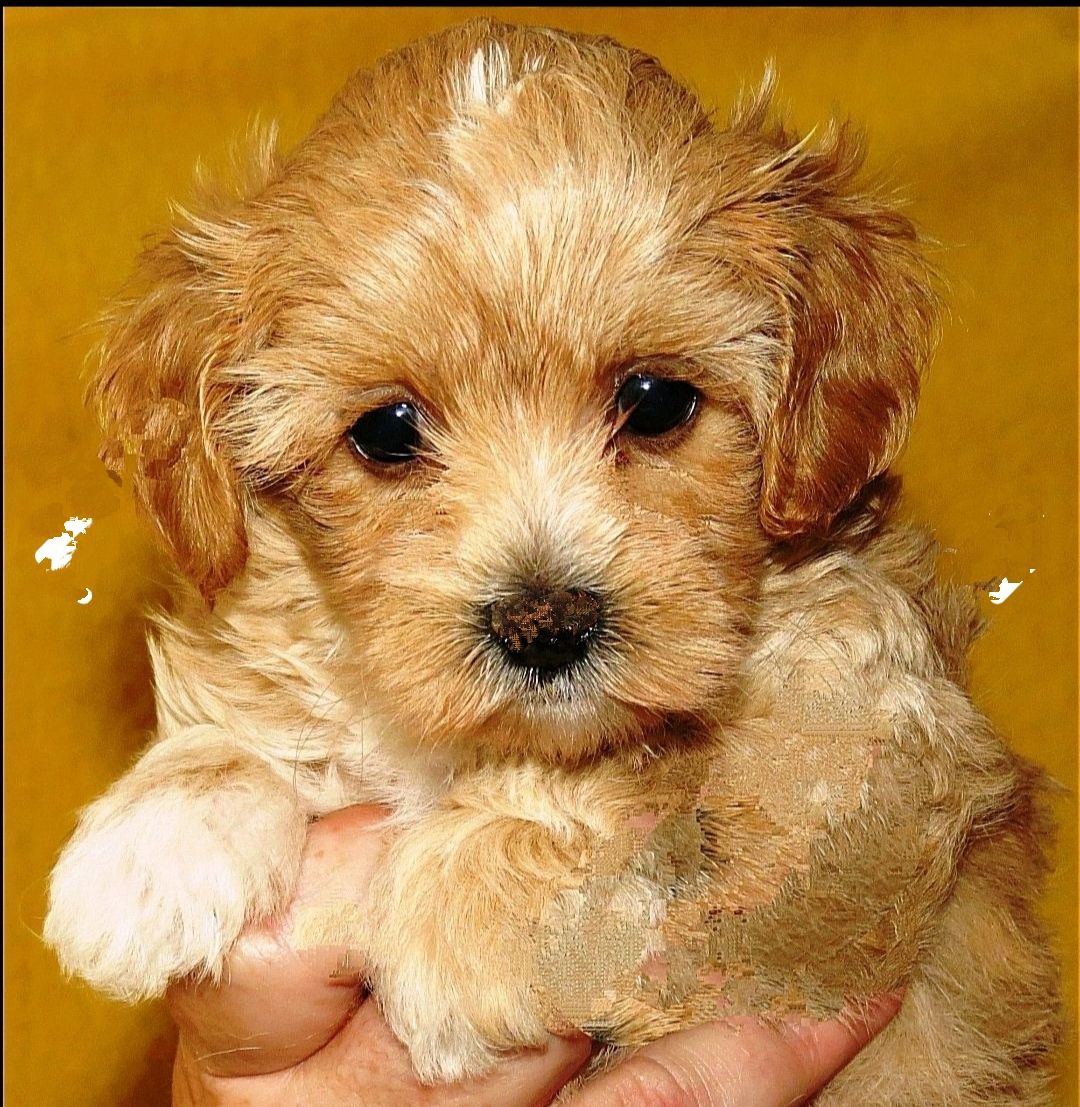 Цуценята Мальтипу ф-1 професійне розведення