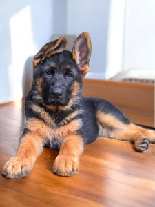 ТОП щенок немецкой овчарки, девочка