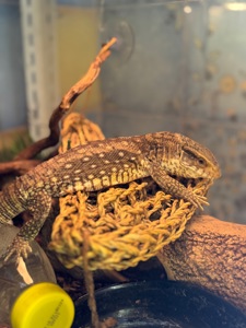 Капський варан, варанчик ручний