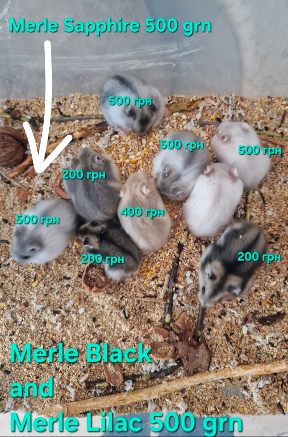 Обирай Розкішного Хома по відео