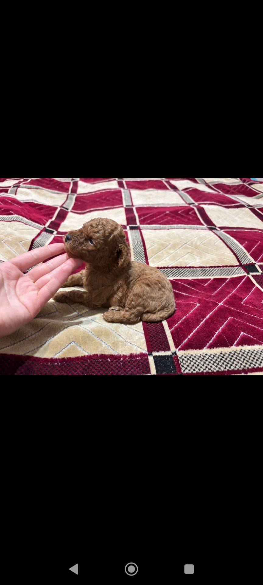 Цуценята Міні той