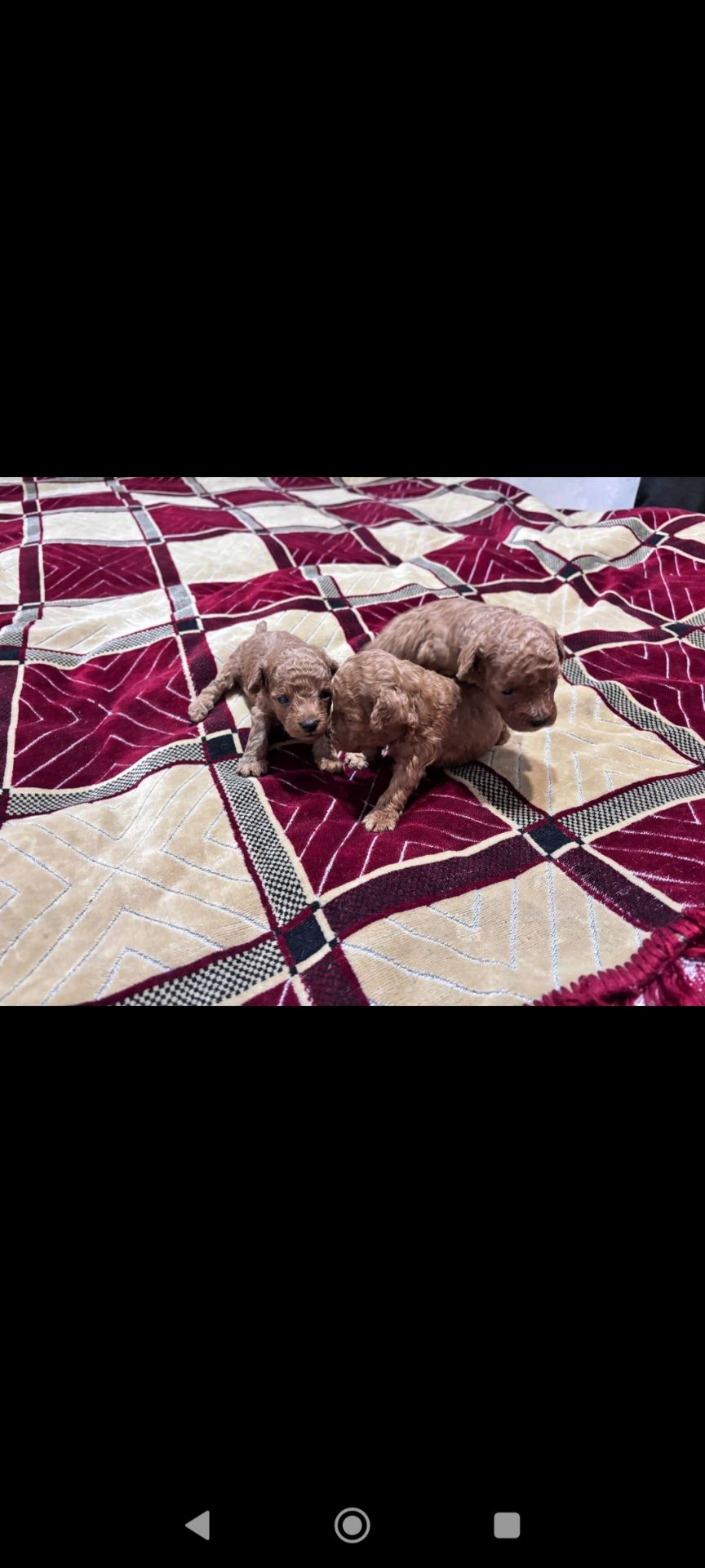 Цуценята Міні той