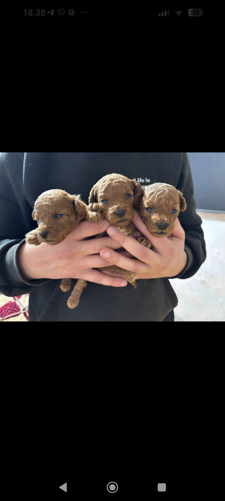 Цуценята Міні той