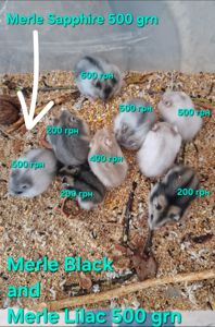 Обирай Розкішного Хома по відео