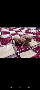 Цуценята Міні той