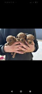 Цуценята Міні той