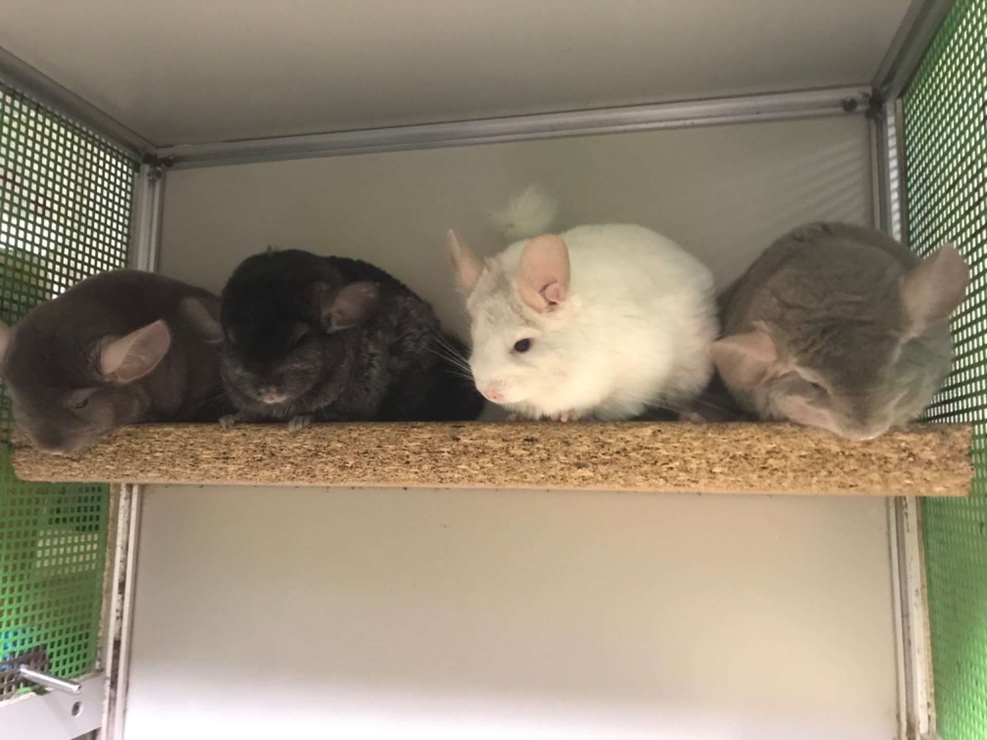 Молоде зсаджене тріо потрійних носіїв (фіолет, сапфір, ангора)