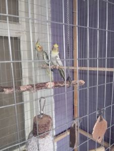 Пара попугаев