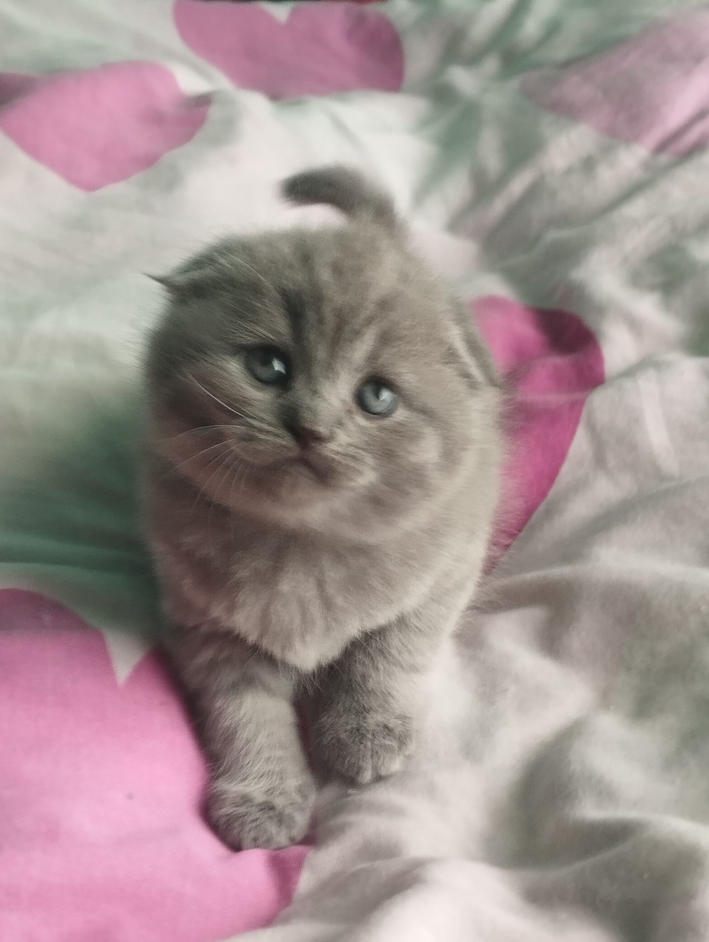 Шотландська висловуха дівчинка