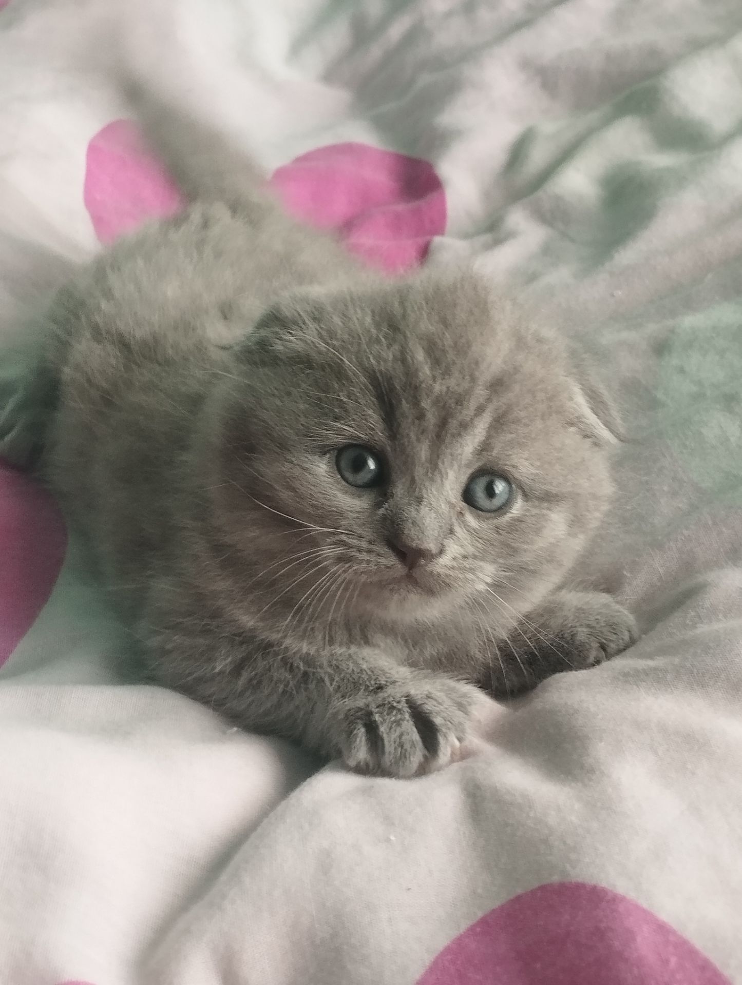 Шотландська висловуха дівчинка