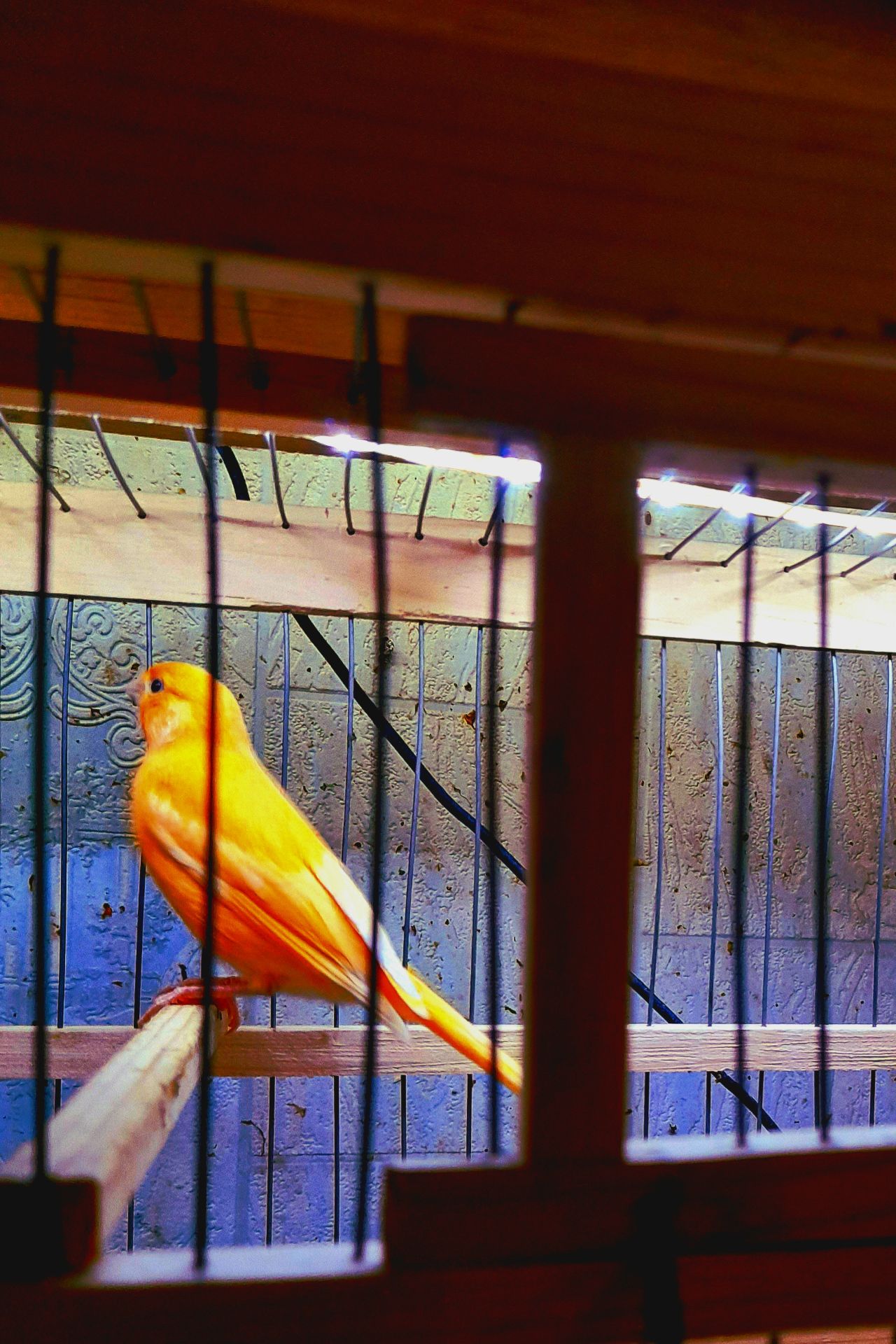 Елитные птенцы от красных канареек