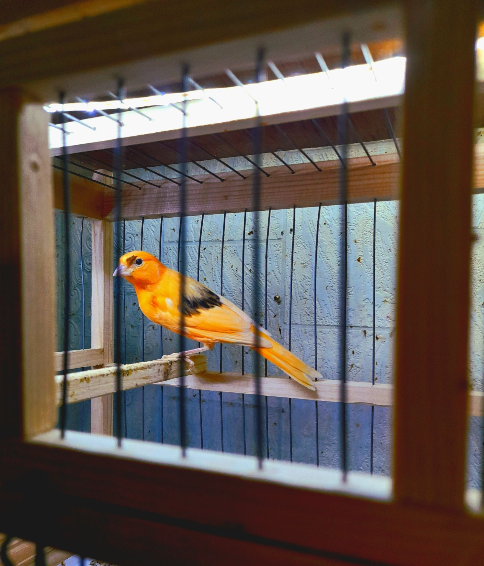 Елитные птенцы от красных канареек