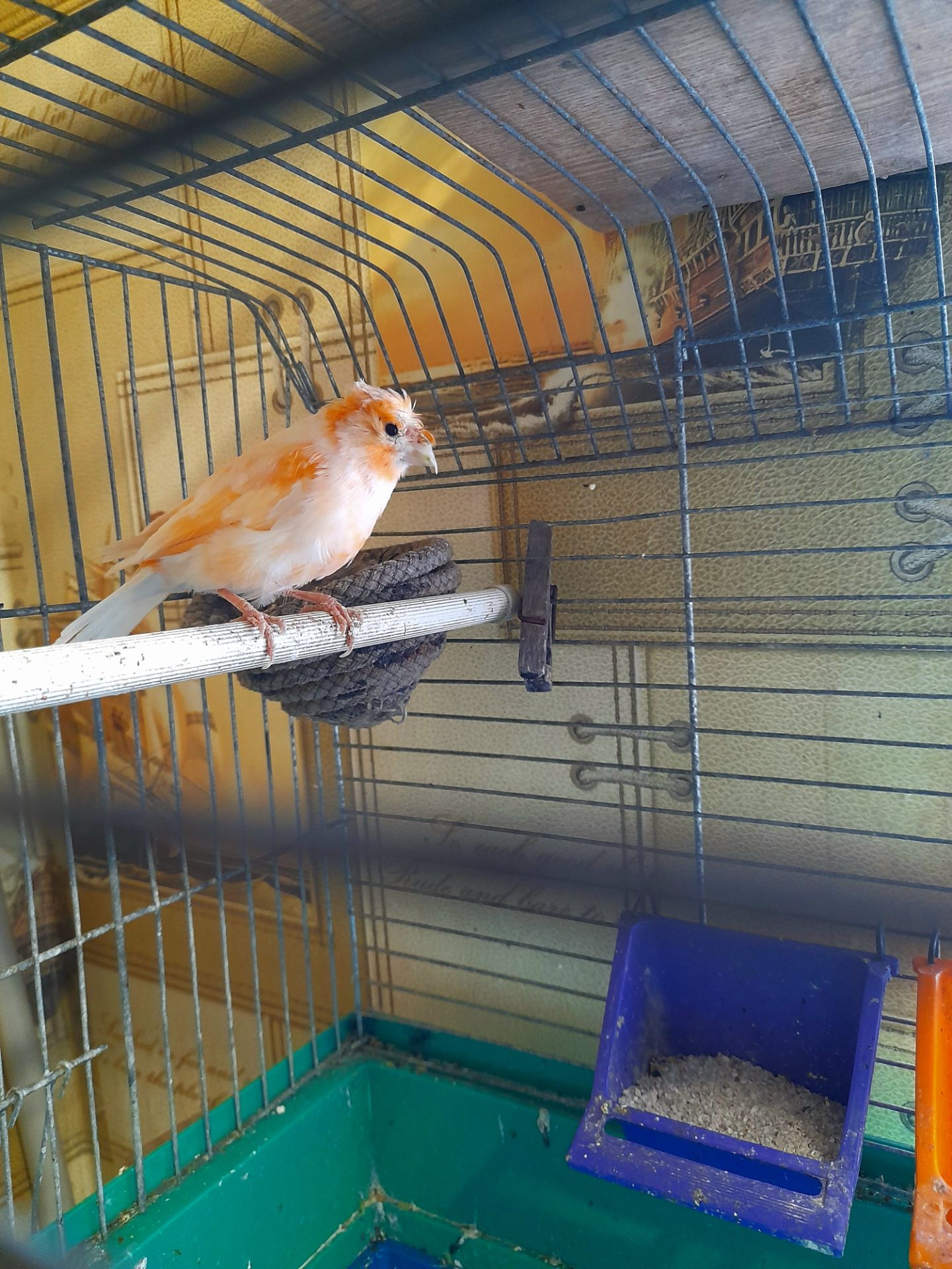 Кенарка красная чубатая