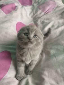 Шотландська висловуха дівчинка