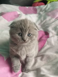 Шотландська висловуха дівчинка