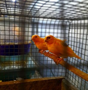 Елитные птенцы от красных канареек