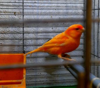 Елитные птенцы от красных канареек