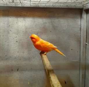 Елитные птенцы от красных канареек