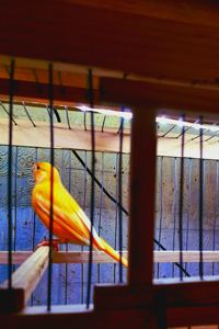 Елитные птенцы от красных канареек