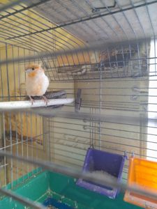 Кенарка красная чубатая