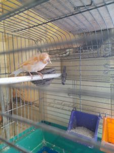 Кенарка красная чубатая