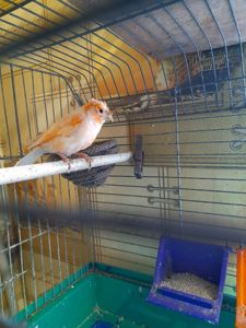 Кенарка красная чубатая