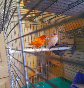 Елитные птенцы от красных канареек