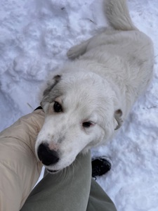Віддамо у добрі руки собаку